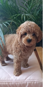 Mini female poodle – fotka 2
