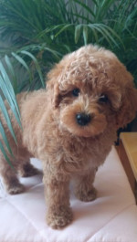Mini female poodle – fotka 3