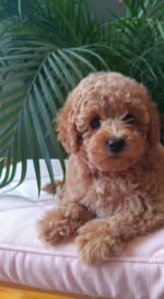 Mini female poodle – fotka 4