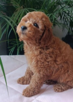 Poodle mini puppy – fotka 2