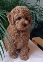 Poodle mini puppy – fotka 3