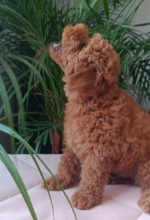 Poodle mini puppy – fotka 4