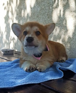 CORGI WELSH PEMBROKE puppies for sale  – fotka 2