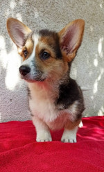 CORGI WELSH PEMBROKE puppies for sale  – fotka 3