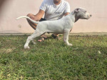 Dogo Argentino puppies – fotka 2