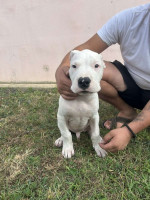 Dogo Argentino puppies – fotka 3