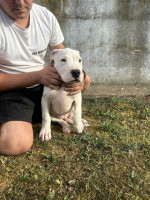 Dogo Argentino puppies – fotka 4