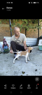 Pointer sale – fotka 3