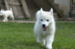 Siberian Husky puppies – fotka 2