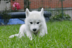 Siberian Husky puppies – fotka 3