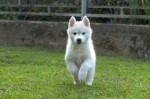 Siberian Husky puppies – fotka 4