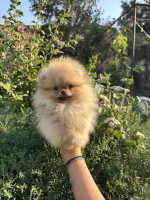 pomeranský špic šteniatka – fotka 4
