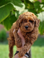 Mini poodles – fotka 2