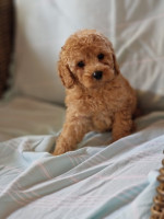 Mini poodles – fotka 3