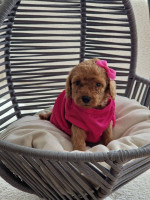 Mini poodles – fotka 4