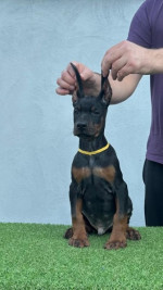 doberman šteniatka – fotka 2