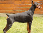 doberman šteniatka – fotka 3