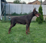doberman šteniatka – fotka 4