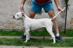 Americký buldog šteniatka – fotka 2