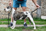 Americký buldog šteniatka – fotka 3