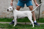 Americký buldog šteniatka – fotka 4