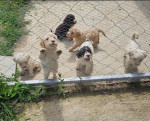 Puppies for sale - Lagoto Romagnolo – fotka 2