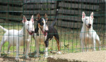  Mini bull terriers – fotka 2
