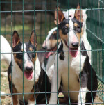  Mini bull terriers – fotka 3