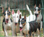 Mini bull terriers – fotka 4