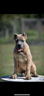Cane Corso puppies – fotka 2