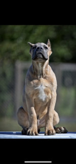Cane Corso puppies – fotka 3
