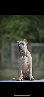 Cane Corso puppies – fotka 4