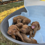 Hungarian vizle puppies – fotka 2