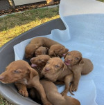 Hungarian vizle puppies – fotka 3