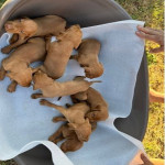 Hungarian vizle puppies – fotka 4