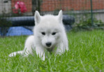 Sibírsky husky šteniatka – fotka 2