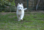 Sibírsky husky šteniatka – fotka 3