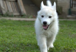 Sibírsky husky šteniatka – fotka 4