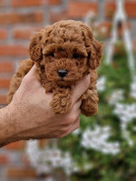 Premium Toy poodles – fotka 2