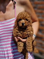 Premium Toy poodles – fotka 3