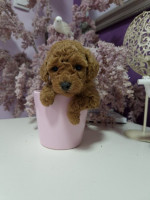 Premium Toy poodles – fotka 4