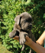 CANE CORSO puppies – fotka 2