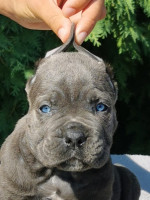 CANE CORSO puppies – fotka 3