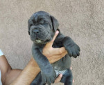 CANE CORSO puppies – fotka 4