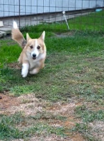 Male Welsh Corgi puppy – fotka 2