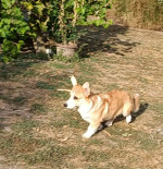 Male Welsh Corgi puppy – fotka 3