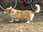 Male Welsh Corgi puppy – fotka 4