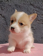 Pembroke Welsh Corgi šteniatka – fotka 2