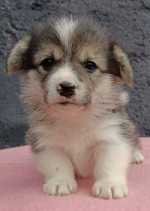 Pembroke Welsh Corgi šteniatka – fotka 3