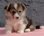 Pembroke Welsh Corgi šteniatka – fotka 4